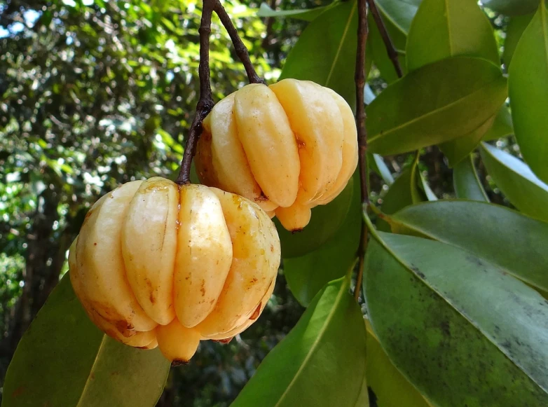 garcinia images