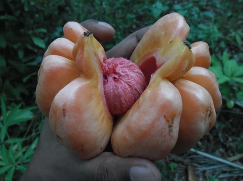 garcinia images